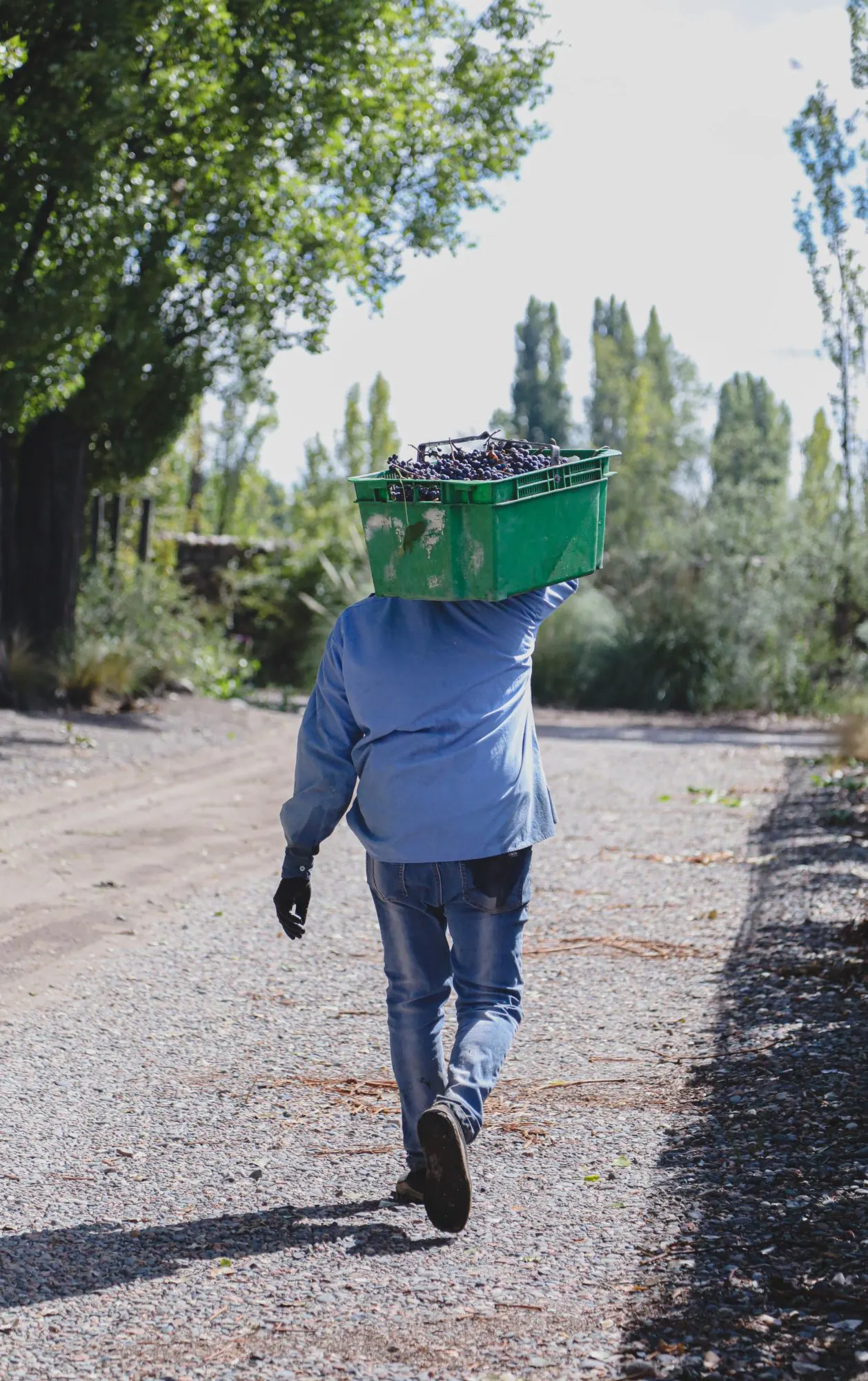 Vendangeur de dos portant sur l'épaule une cagette verte remplie de raisins noirs