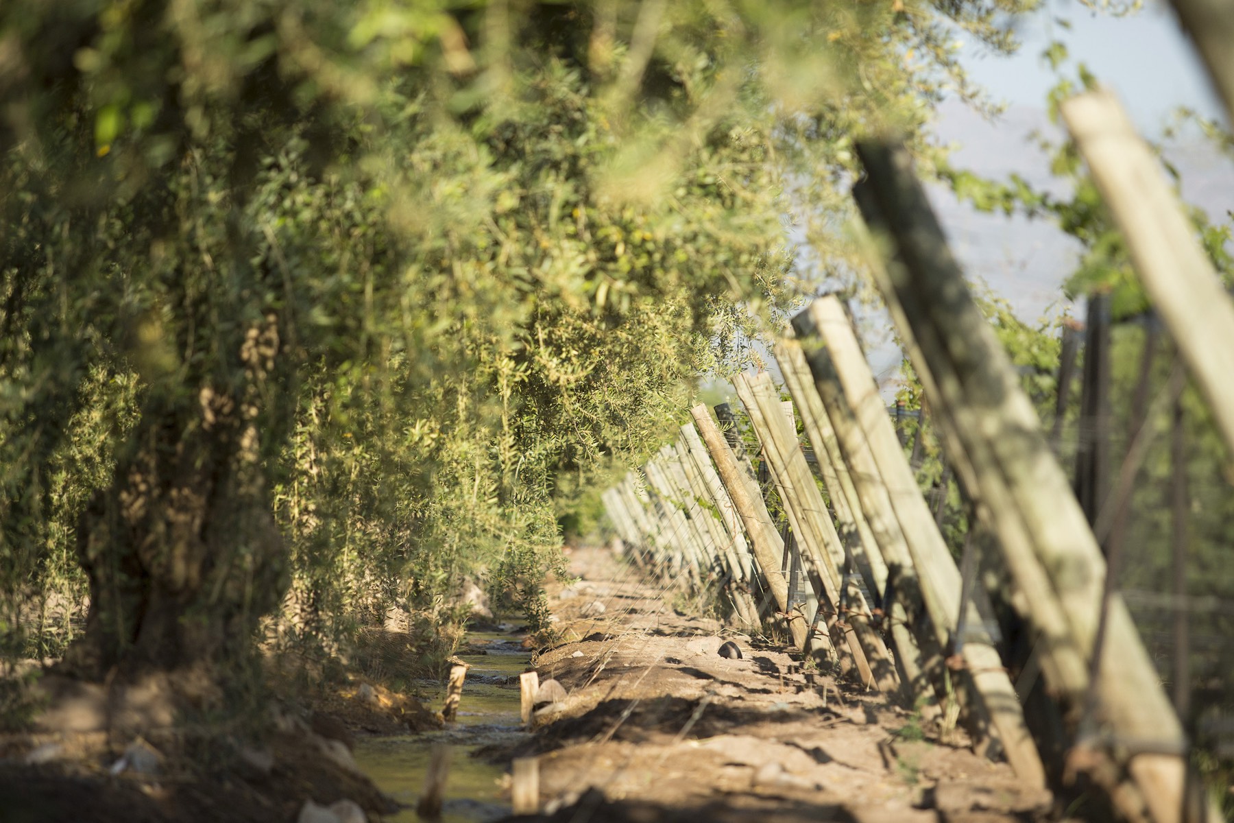 La finca de la Bodega Poesía à Luján de Cuyo, Mendoza