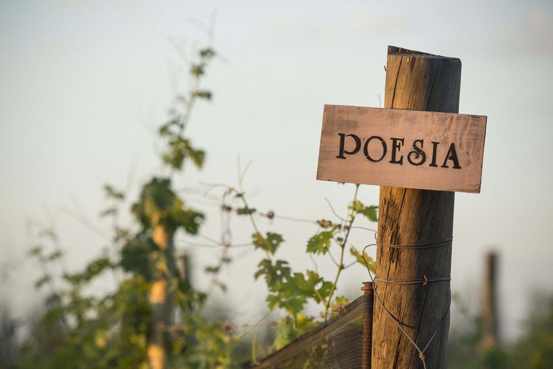 Chai et installations de la Bodega Poesía, Mendoza