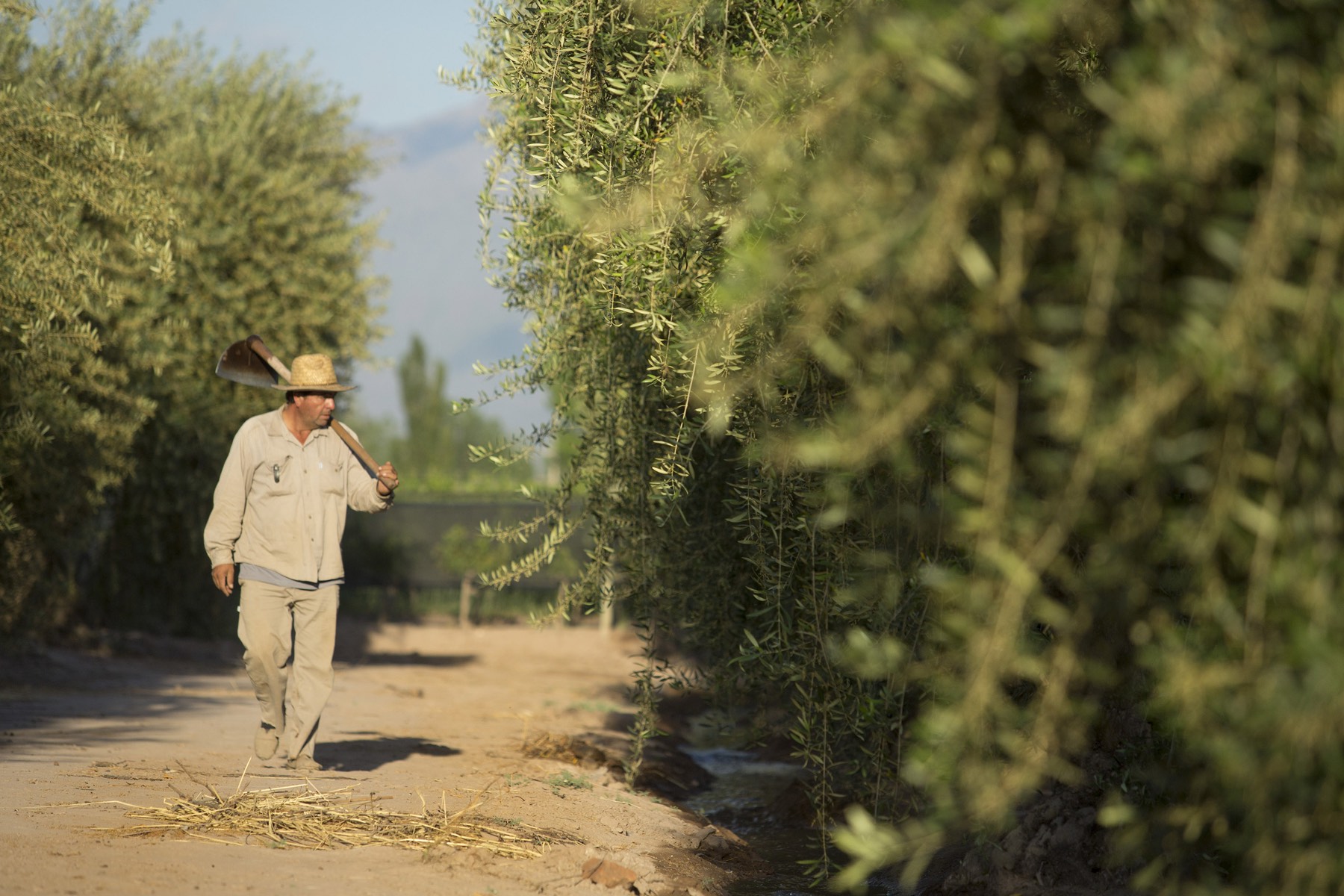 Vignes de Malbec dans le vignoble argentin de Mendoza