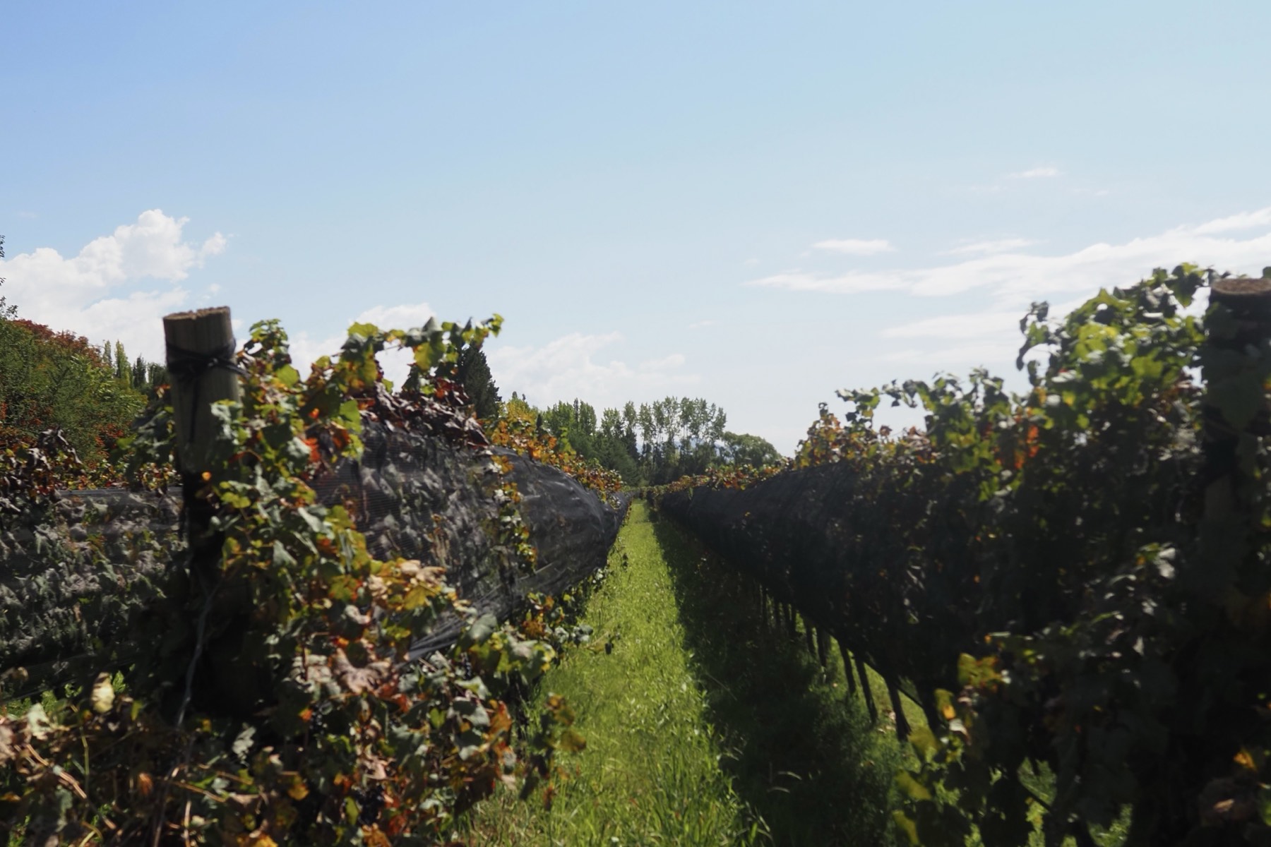 Vignoble de Mendoza au pied des Andes